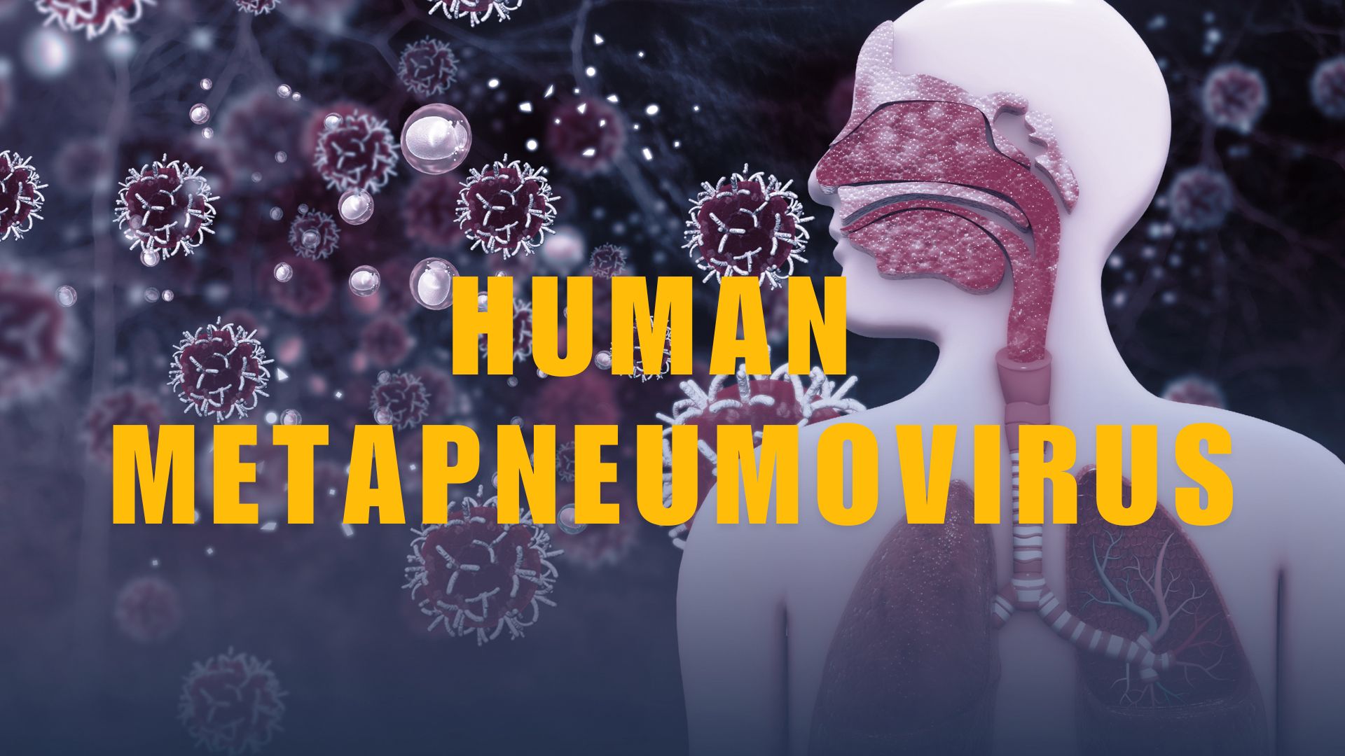 Human Metapneumovirus